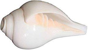 Valampuri Sangu Conch Shell Shankh 