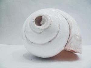 Bajane Wala Conch or Blowing Conch 