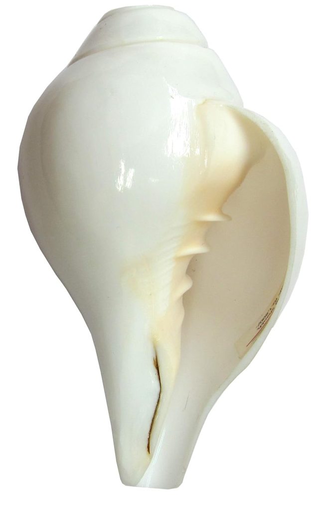 CENTORGANIC Conch Shell Blowing Shankh