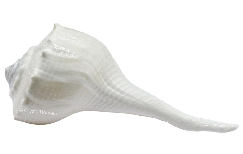 Large Dakhinabarti Sankha for Puja Original Conch Shell