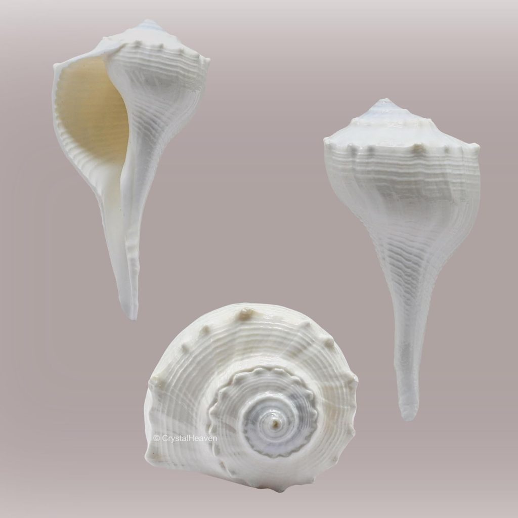 Large Dakhinabarti Sankha for Puja Original Conch Shell