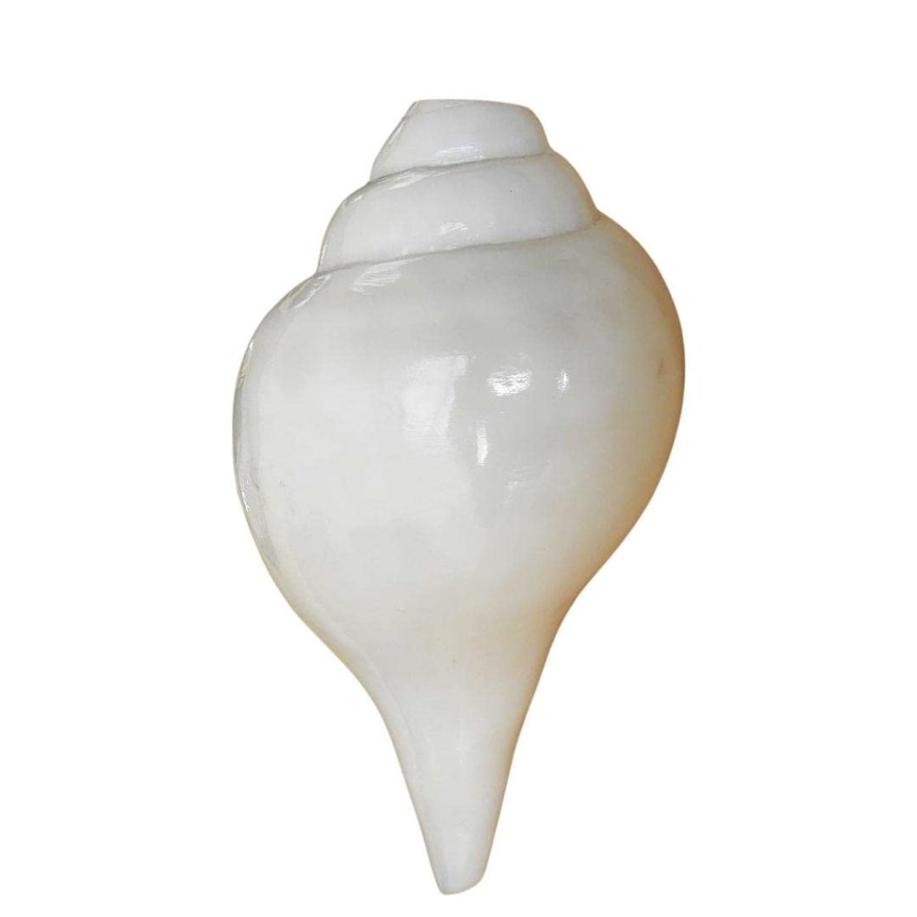 MITTRA Vamavarti Natural Original Blowing Shankh for Pooja Original Conch Shell