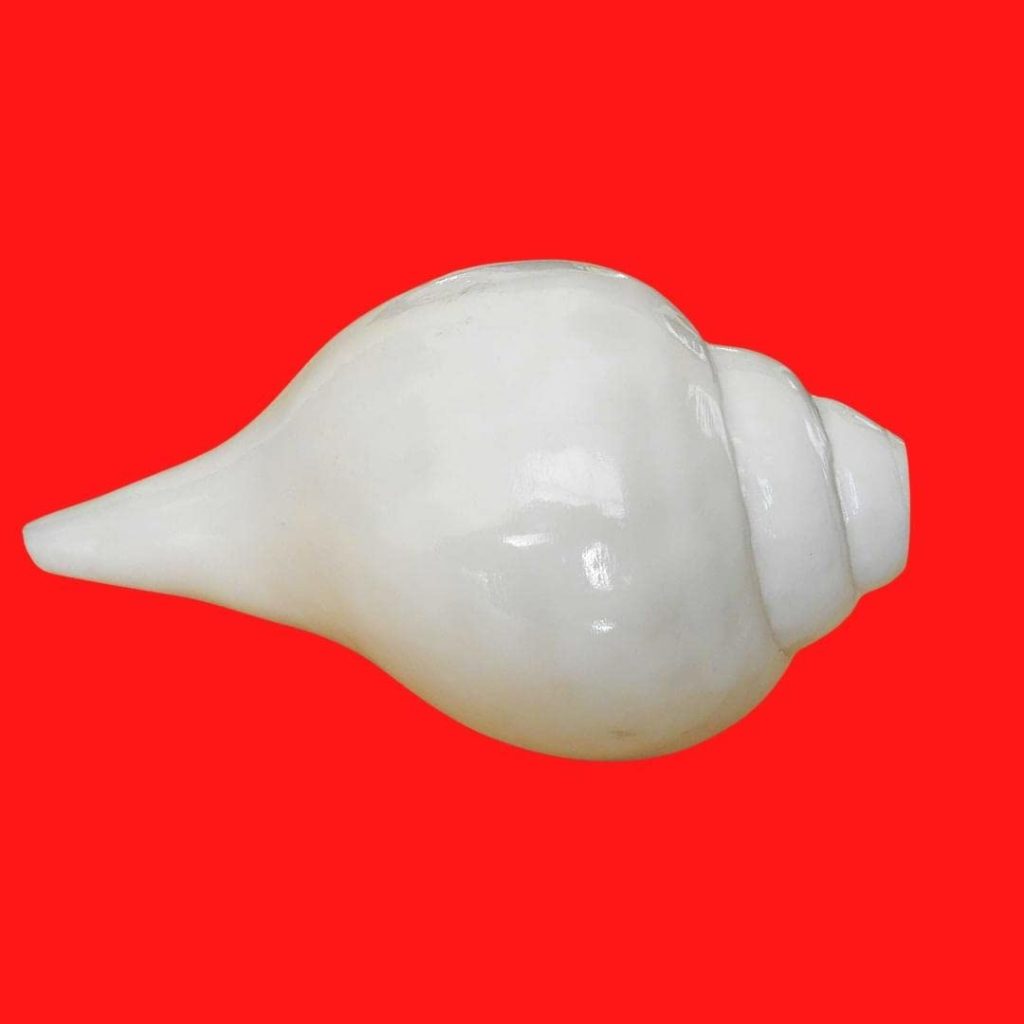 MITTRA Vamavarti Natural Original Blowing Shankh for Pooja Original Conch Shell