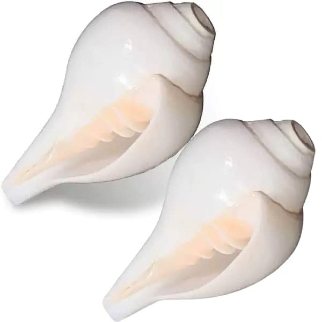 Conch Shell Natural Loud Blowing Shankh for Pooja Original Pooja Blowing Shankh 