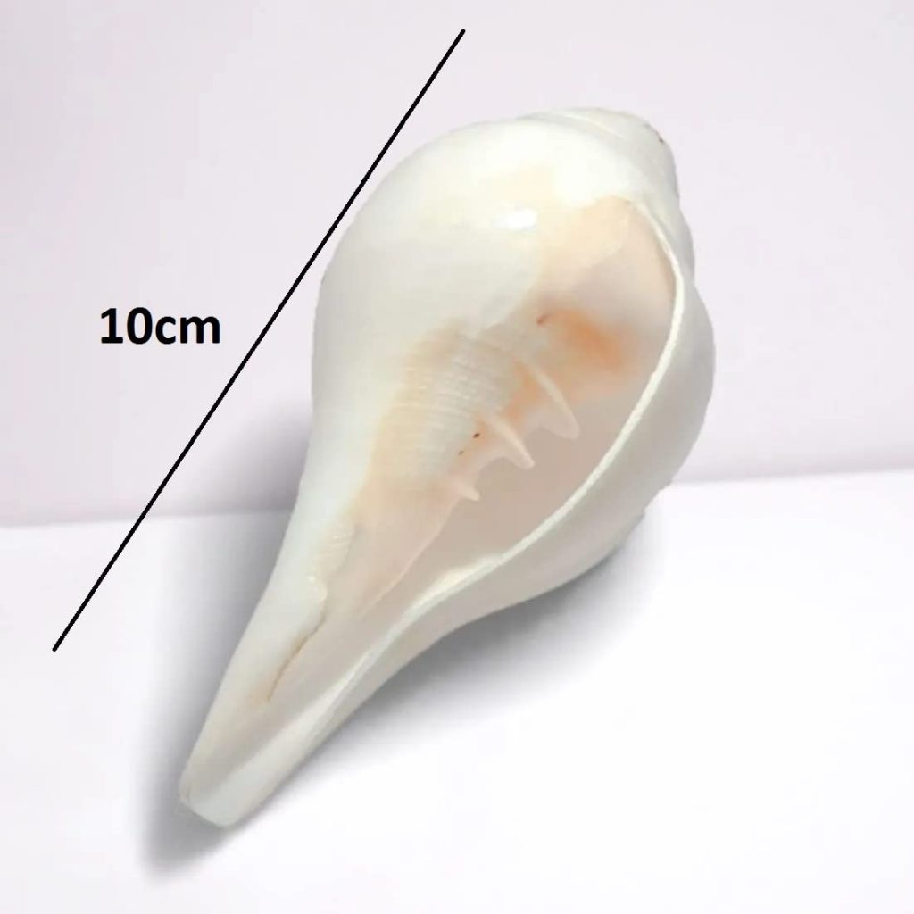 Conch Shell Natural Loud Blowing Shankh for Pooja Original Pooja Blowing Shankh 